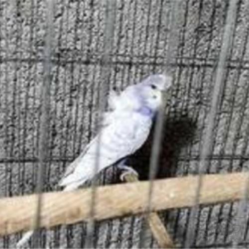 خانه و  آشپزخانه - حیوانات - پرندگان