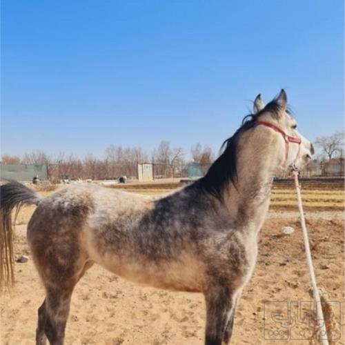 خانه و  آشپزخانه - حیوانات - پستانداران