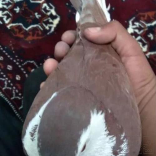 خانه و  آشپزخانه - حیوانات - پرندگان