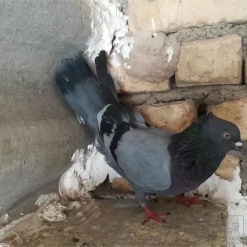 خانه و  آشپزخانه - حیوانات - پرندگان