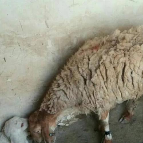 خانه و  آشپزخانه - حیوانات - پستانداران
