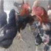 خانه و  آشپزخانه - حیوانات - پرندگان