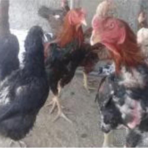 خانه و  آشپزخانه - حیوانات - پرندگان