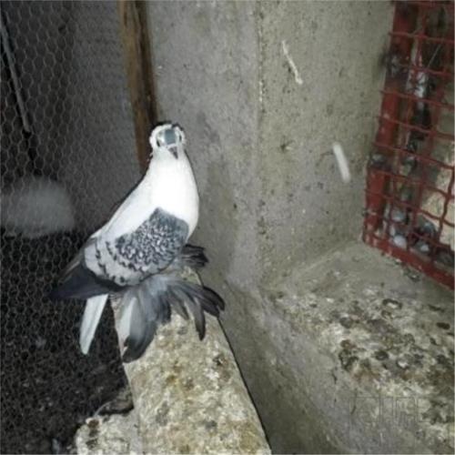خانه و  آشپزخانه - حیوانات - پرندگان