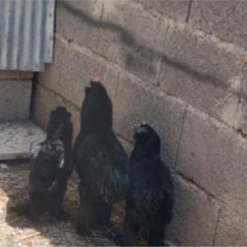 خانه و  آشپزخانه - حیوانات - پرندگان