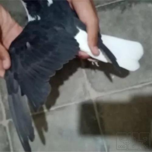 خانه و  آشپزخانه - حیوانات - پرندگان