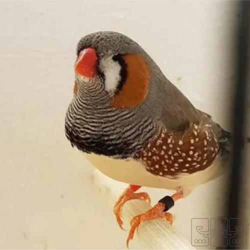 خانه و  آشپزخانه - حیوانات - پرندگان