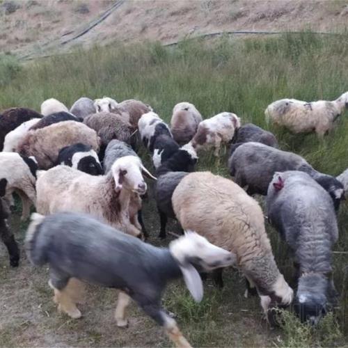 خانه و  آشپزخانه - حیوانات - پستانداران
