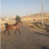 خانه و  آشپزخانه - حیوانات - پستانداران