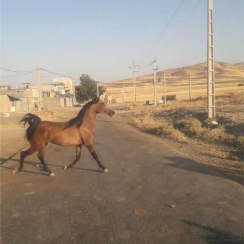 خانه و  آشپزخانه - حیوانات - پستانداران