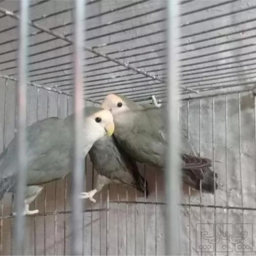 خانه و  آشپزخانه - حیوانات - پرندگان