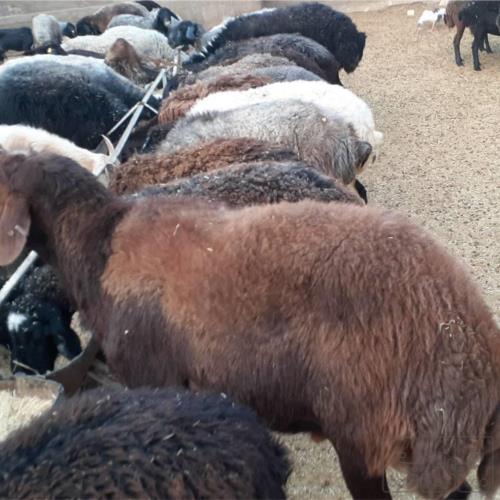 خانه و  آشپزخانه - حیوانات - پستانداران