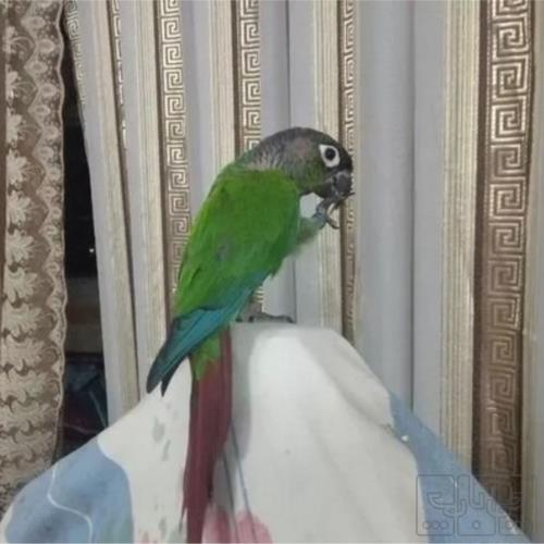 خانه و  آشپزخانه - حیوانات - پرندگان