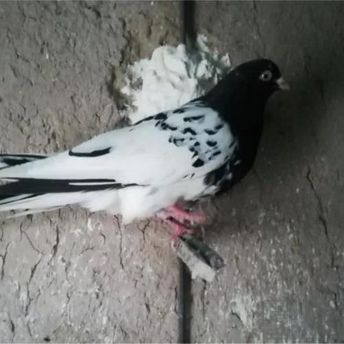 خانه و  آشپزخانه - حیوانات - پرندگان