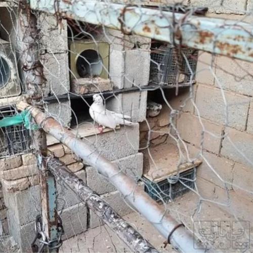 خانه و  آشپزخانه - حیوانات - پرندگان