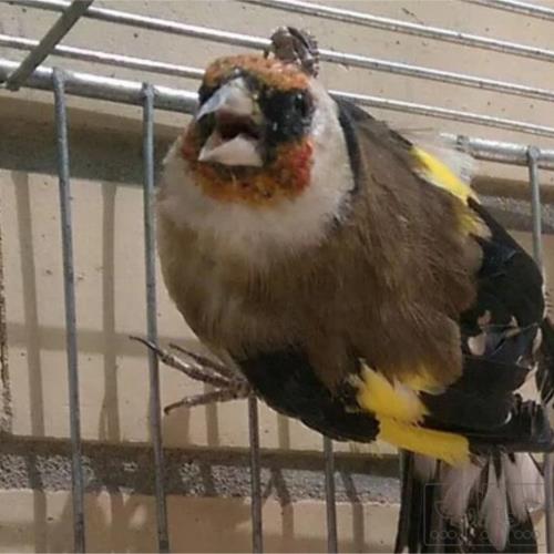 خانه و  آشپزخانه - حیوانات - پرندگان