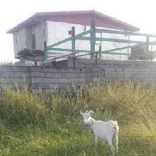خانه و  آشپزخانه - حیوانات - پستانداران