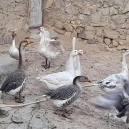 خانه و  آشپزخانه - حیوانات - پرندگان