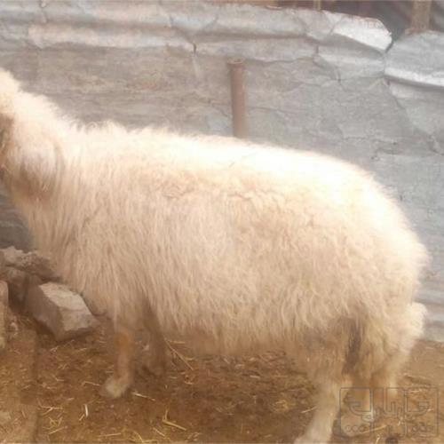 خانه و  آشپزخانه - حیوانات - پستانداران