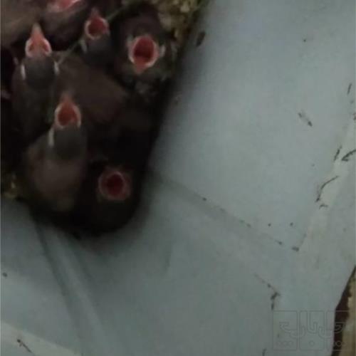 خانه و  آشپزخانه - حیوانات - پرندگان