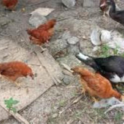 خانه و  آشپزخانه - حیوانات - پرندگان