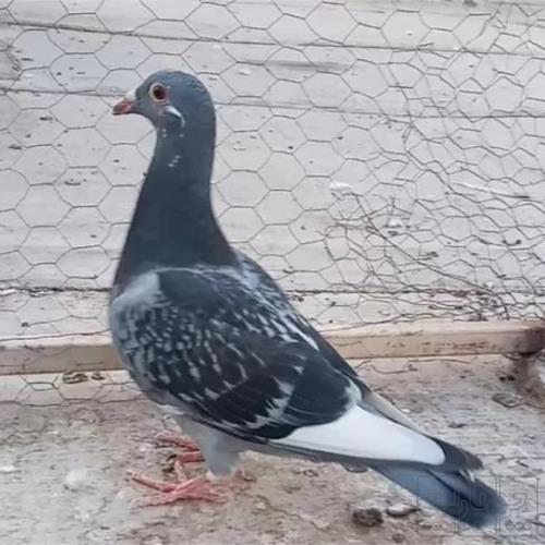 خانه و  آشپزخانه - حیوانات - پرندگان
