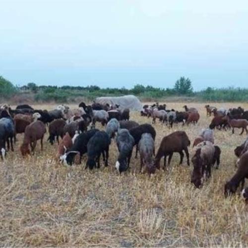 خانه و  آشپزخانه - حیوانات - پستانداران