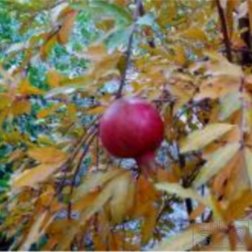 باغ و باغچه - انتقال مالکیت قطعی