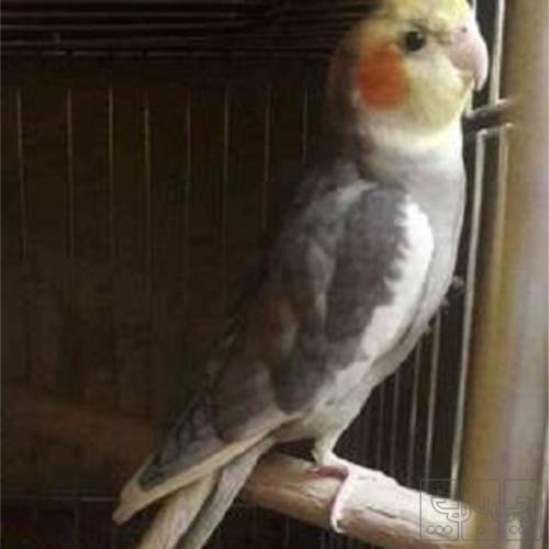 خانه و  آشپزخانه - حیوانات - پرندگان