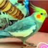 خانه و  آشپزخانه - حیوانات - پرندگان