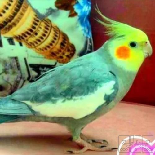 خانه و  آشپزخانه - حیوانات - پرندگان