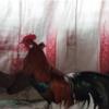 خانه و  آشپزخانه - حیوانات - پرندگان