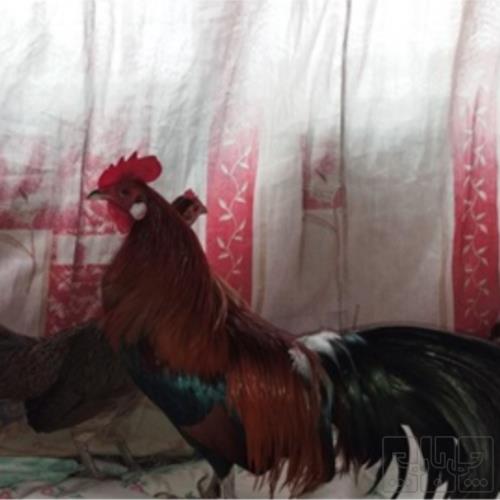 خانه و  آشپزخانه - حیوانات - پرندگان