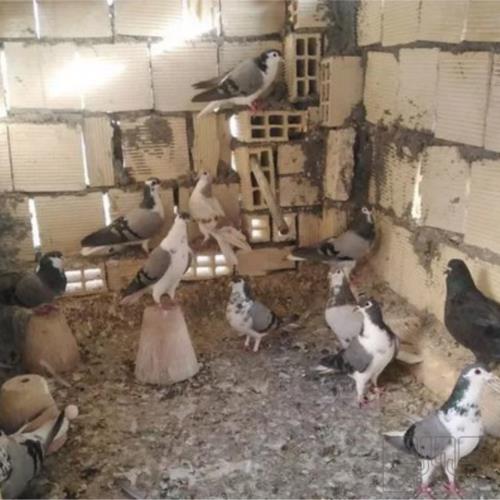 خانه و  آشپزخانه - حیوانات - پرندگان