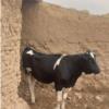 خانه و  آشپزخانه - حیوانات - پستانداران