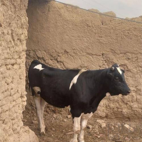 خانه و  آشپزخانه - حیوانات - پستانداران