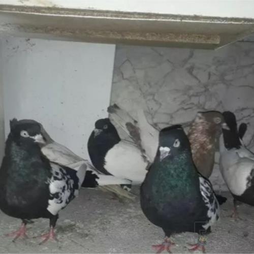 خانه و  آشپزخانه - حیوانات - پرندگان
