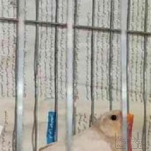 خانه و  آشپزخانه - حیوانات - پرندگان