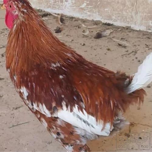 خانه و  آشپزخانه - حیوانات - پرندگان