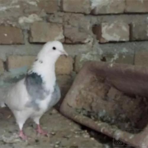 خانه و  آشپزخانه - حیوانات - پرندگان