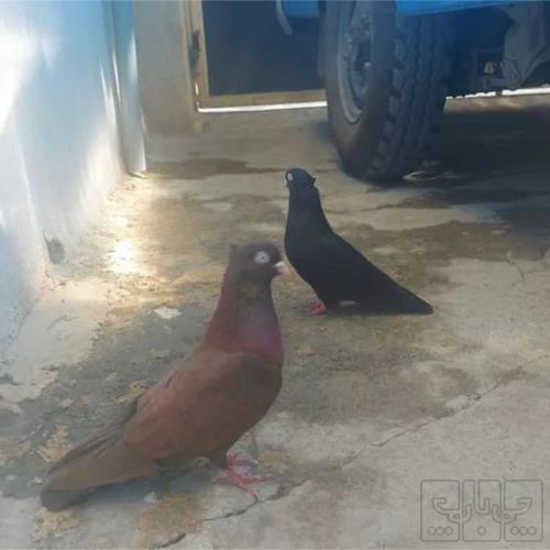 خانه و  آشپزخانه - حیوانات - پرندگان