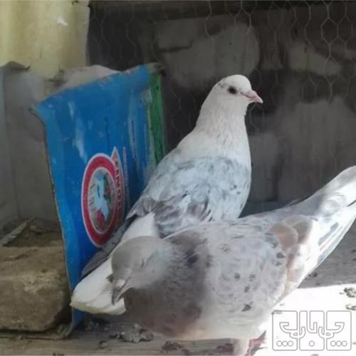خانه و  آشپزخانه - حیوانات - پرندگان