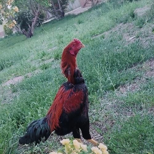 خانه و  آشپزخانه - حیوانات - پرندگان