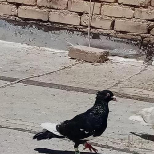 خانه و  آشپزخانه - حیوانات - پرندگان