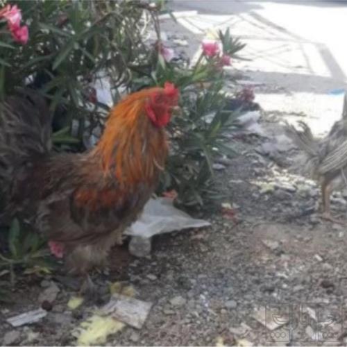 خانه و  آشپزخانه - حیوانات - پرندگان