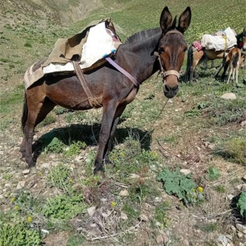 خانه و  آشپزخانه - حیوانات - پستانداران