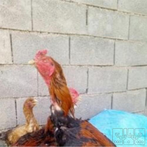 خانه و  آشپزخانه - حیوانات - پرندگان