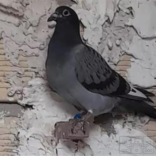 خانه و  آشپزخانه - حیوانات - پرندگان