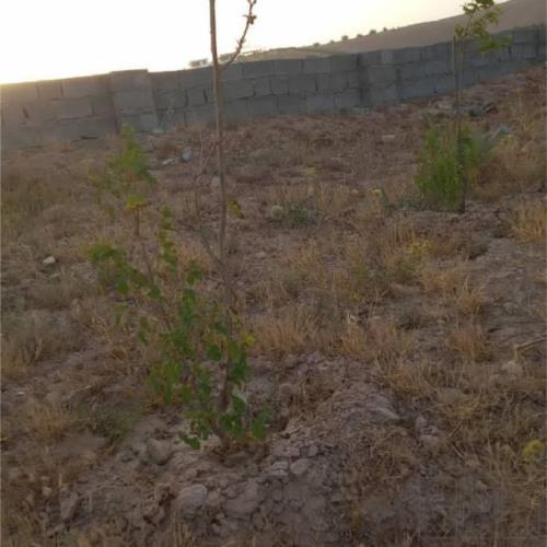 باغ و باغچه - انتقال مالکیت قطعی - ملکی