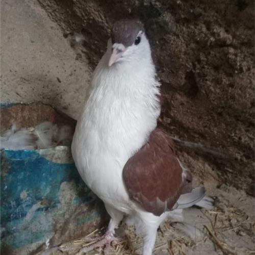خانه و  آشپزخانه - حیوانات - پرندگان